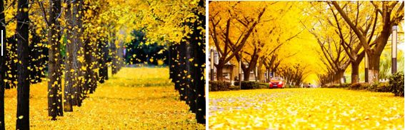 銀杏大道 銀杏大道